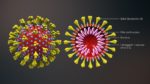 3D_medical_animation_coronavirus