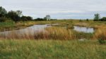 manitoba wetlands